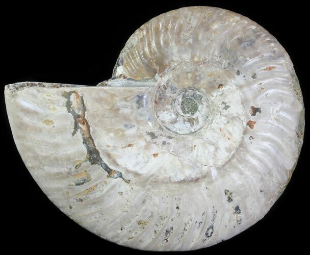 Silver Iridescent Ammonite - Madagascar #61500